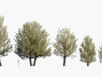 Plants Trees Big Trees Landscape Trees Arbor 3d model