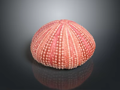 Pink Sea Urchin Shaped Decorative Home Decor With White Spines On Black Background And Reflection 3d model