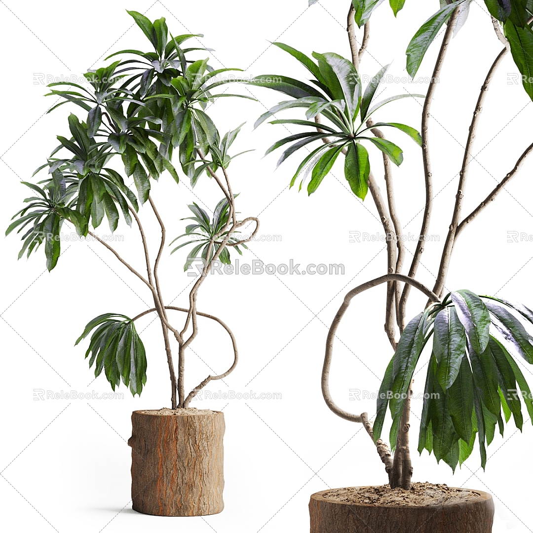 Green Plant Potted Plant Bonsai Landscape Green Plant Potted Plant Landscape Green Plant 3d model