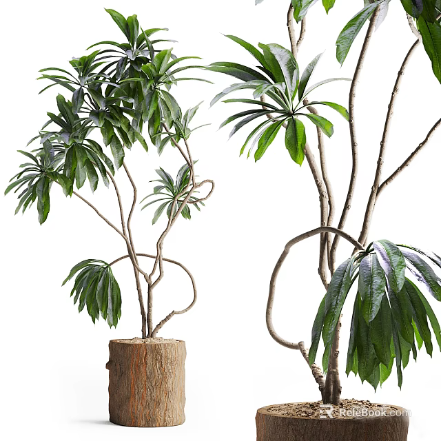 Bonsai Potted Plant with Twisted Trunk and Lush Green Leaves in Wooden Stump Pot 3d model 