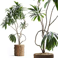 Bonsai Potted Plant with Twisted Trunk and Lush Green Leaves in Wooden Stump Pot