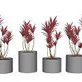 Bonsai Potted Plants with Red Leaves in Black Cylindrical Pots Arrangement