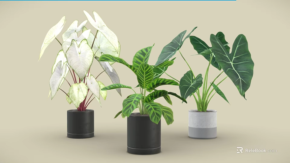 Bonsai Potted Plants With Variegated Green White Leaves In Black Gray Pots 3d model 