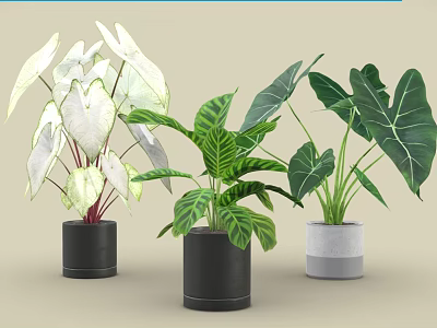 Bonsai Potted Plants With Variegated Green White Leaves In Black Gray Pots 3d model