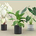 Bonsai Potted Plants With Variegated Green White Leaves In Black Gray Pots