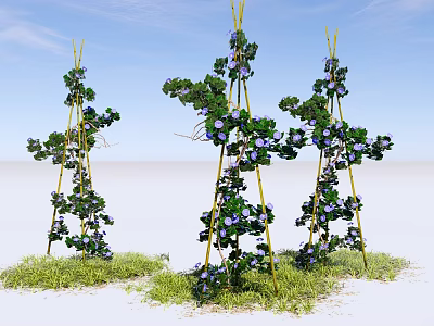 Climbing Plants With Purple Flowers On Bamboo Frames Over Green Grass And Blue Sky 3d model