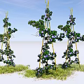 Climbing Plants With Purple Flowers On Bamboo Frames Over Green Grass And Blue Sky