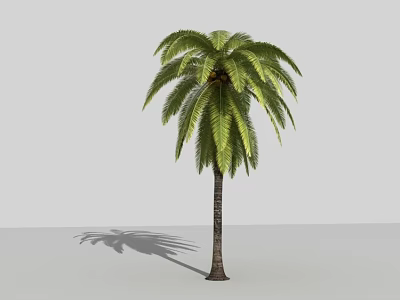 Tall Palm Tree With Green Fronds And Brown Trunk On Neutral Gray Background 3d model