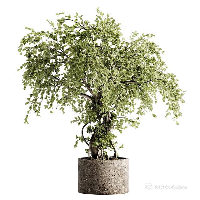 Elegant Bonsai Tree With Lush Green Leaves And Twisted Trunk In Ceramic Pot 3d model 