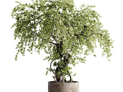 Elegant Bonsai Tree With Lush Green Leaves And Twisted Trunk In Ceramic Pot 3d model