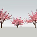 Three Flowering Arbor Trees With Pink Blossoms Against Gray Background