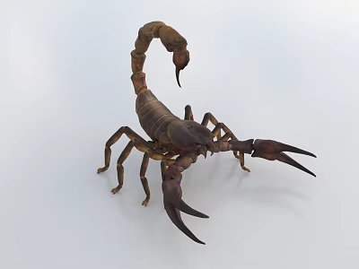 Brown Reptile Scorpion With Large Pincers Curved Tail And Detailed Body View 3d model