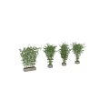 Lush Green Potted Bamboo Plants as Indoor Garden Decor with Stone Containers