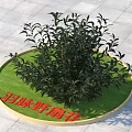 Yuma Yeshanhua Arbor With Lush Green Foliage In Circular Lawn On Stone Pavement