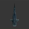 Whale Shark With Blue Body And White Spots Swimming With Small Fish On Its Back