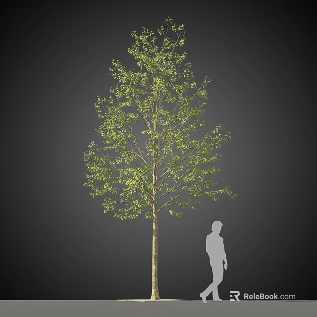 Tall Arbor Tree With Green Leaves And Human Silhouette For Scale 3d model 
