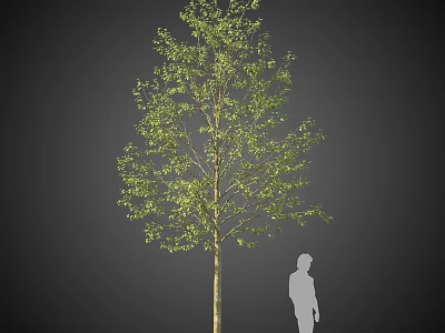 Tall Arbor Tree With Green Leaves And Human Silhouette For Scale 3d model
