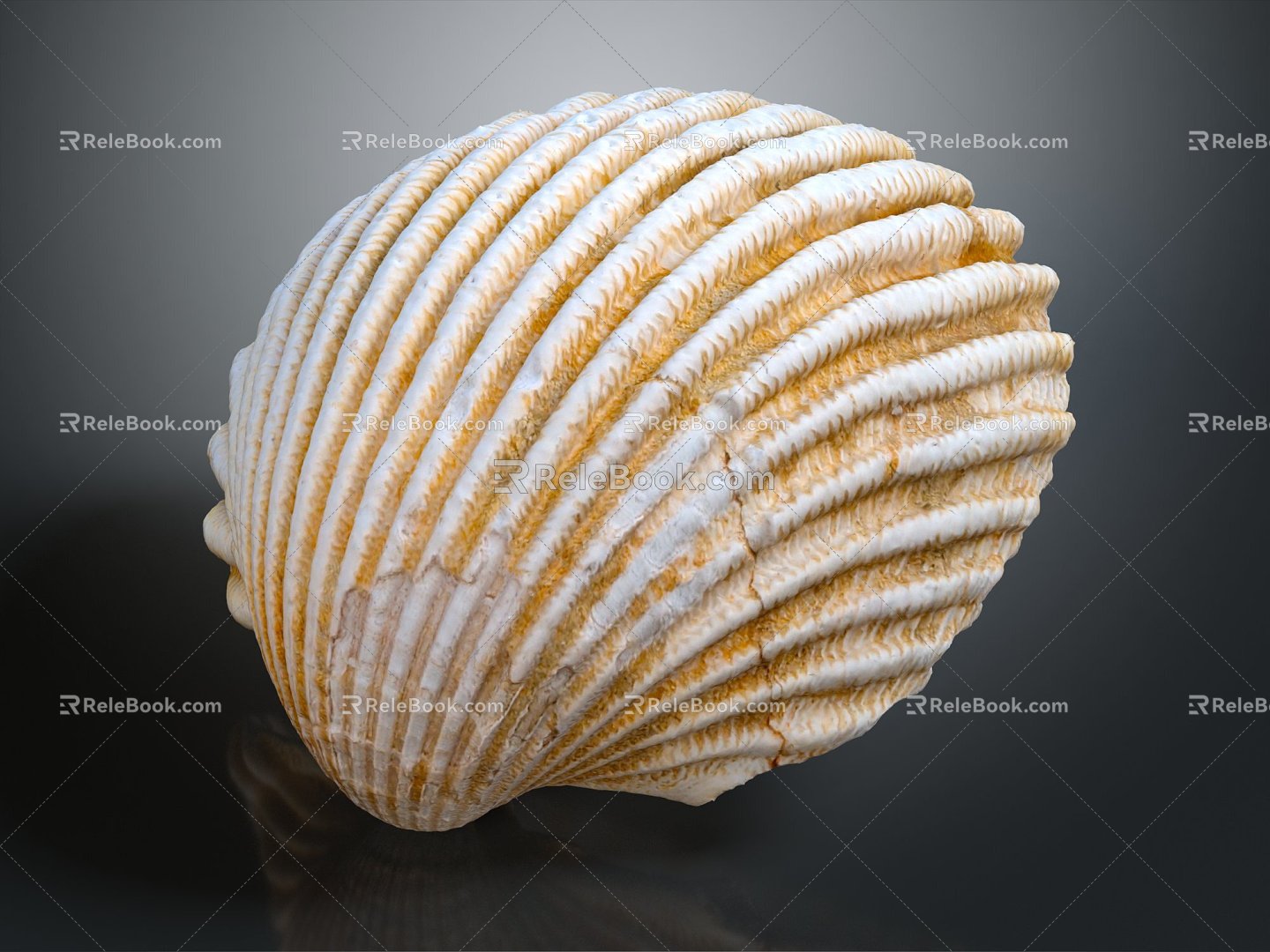 Modern shell seashell seafood seafood hard shell conch 3d model