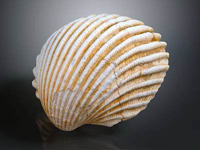 Close Up View Of Aquatic Animal Shell With Striped Yellowish White Textured Surface 3d model