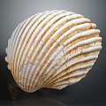 Modern shell seashell seafood seafood hard shell conch 3d model