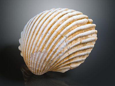 Modern shell seashell seafood hard shell conch 3d model