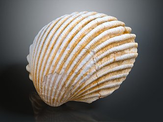 Modern shell seashell seafood hard shell conch 3d model