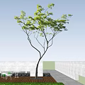 Tall Tree With Green Leaves Against Blue Sky And White Clouds