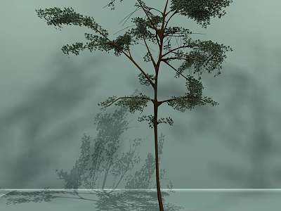 Tall Arbor With Lush Green Leaves Brown Trunk Casting Shadow On Simple Background 3d model