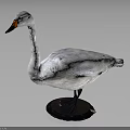 White Swan Taxidermy With Orange Beak Black Feet And Black Base