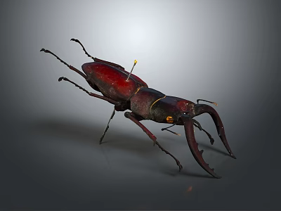 Red and Dark Stag Beetle With Large Mandibles On Gray Background Close Up View 3d model