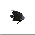 Dark blue angelfish with scaled body and yellow eye markings swimming in deep ocean waters