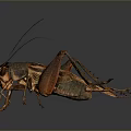 Detailed Realistic Dark Brown Cricket With Long Antennae And Extended Legs