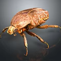 Brown Shiny Beetle Crawling On Dark Background With Detailed Exoskeleton Close Up View