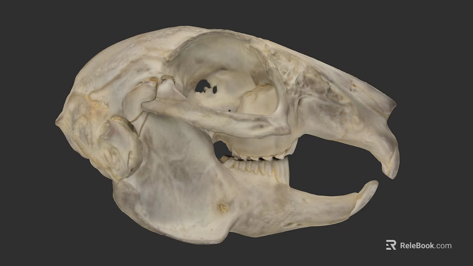 Detailed Animal Skull Anatomical Structure with Open Jaw and Teeth 3d model 