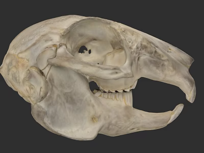 Detailed Animal Skull Anatomical Structure with Open Jaw and Teeth 3d model