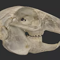 Detailed Animal Skull Anatomical Structure with Open Jaw and Teeth