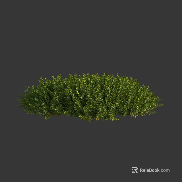 Lush Green Shrub With Dense Foliage And Healthy Growth For Garden Landscaping 3d model 
