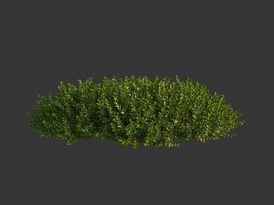 Lush Green Shrub With Dense Foliage And Healthy Growth For Garden Landscaping 3d model