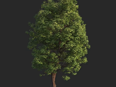 Lush Green Arbor With Dense Foliage Strong Trunk Isolated On Dark Background 3d model