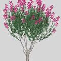 Various Types Of Colorful Flowering Trees With Diverse Foliage And Shapes