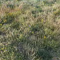 Wildflowers And Green Grass Growing In Natural Outdoor Field With Yellow Blooms