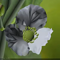 Blooming Light Blue Flower with Green Stamens and Bud on Green Leafy Background
