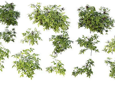 Various Green Leaf Shrubs in Different Growth Forms on White Background 3d model