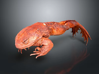 Realistic 3D Rendered Red Salamander with Textured Skin and Detailed Features on Dark Background 3d model