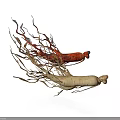 Fresh Red and White Ginseng Roots with Fibrous Tails on White Background