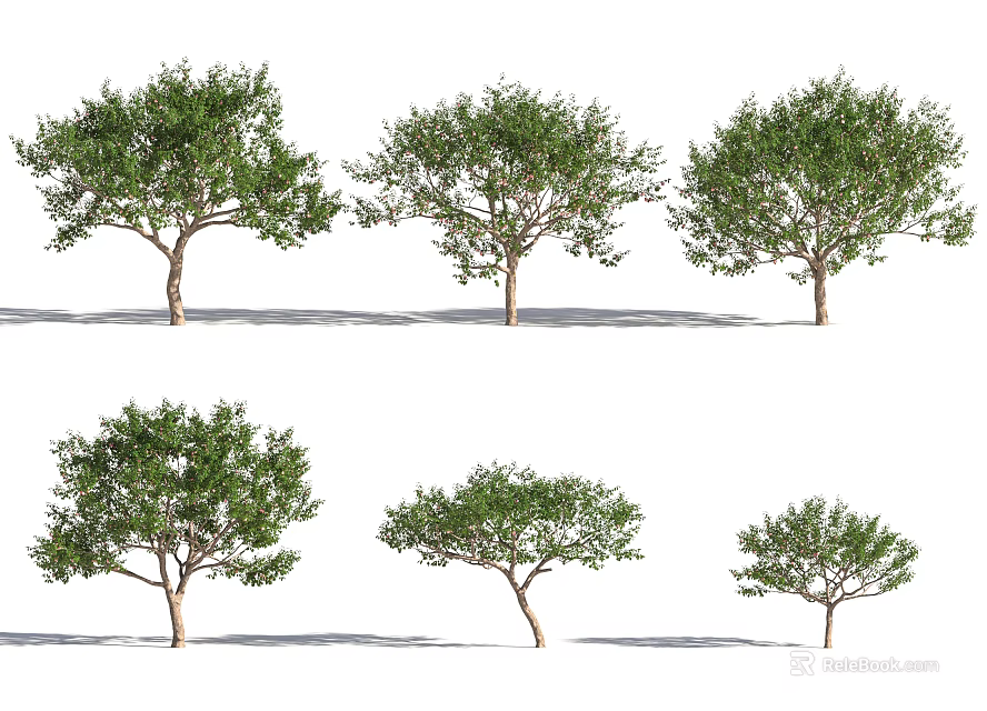 Arbor Trees With Various Sizes And Green Foliage On White Background 3d model