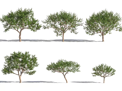 Arbor Trees With Various Sizes And Green Foliage On White Background 3d model