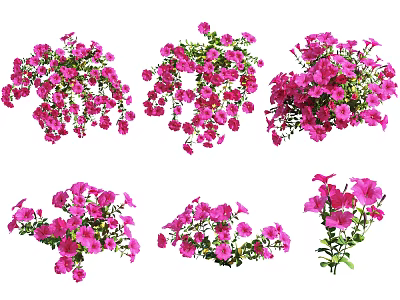 Modern Petunia Petunia 3d model