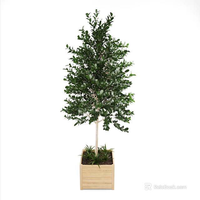Potted Arbor With Green Leaves In Wooden Planter For Indoor Decoration 3d model 