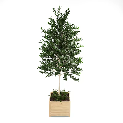 Potted Arbor With Green Leaves In Wooden Planter For Indoor Decoration 3d model